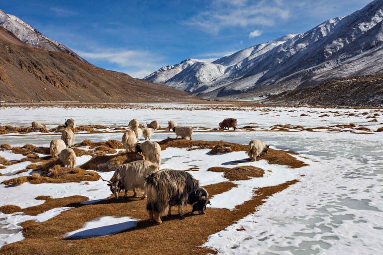 Ladakh Sanctuary Redraw Proposal