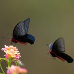 Namdapha Butterfly Festival Arunachal