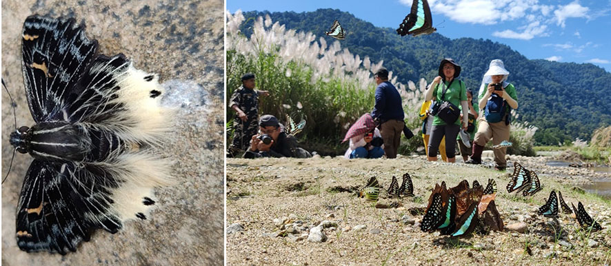 Namdapha Butterfly Festival Arunachal: A Vibrant Celebration of Nature and Conservation Plan Bee Namdapha Butterfly Festival Arunachal