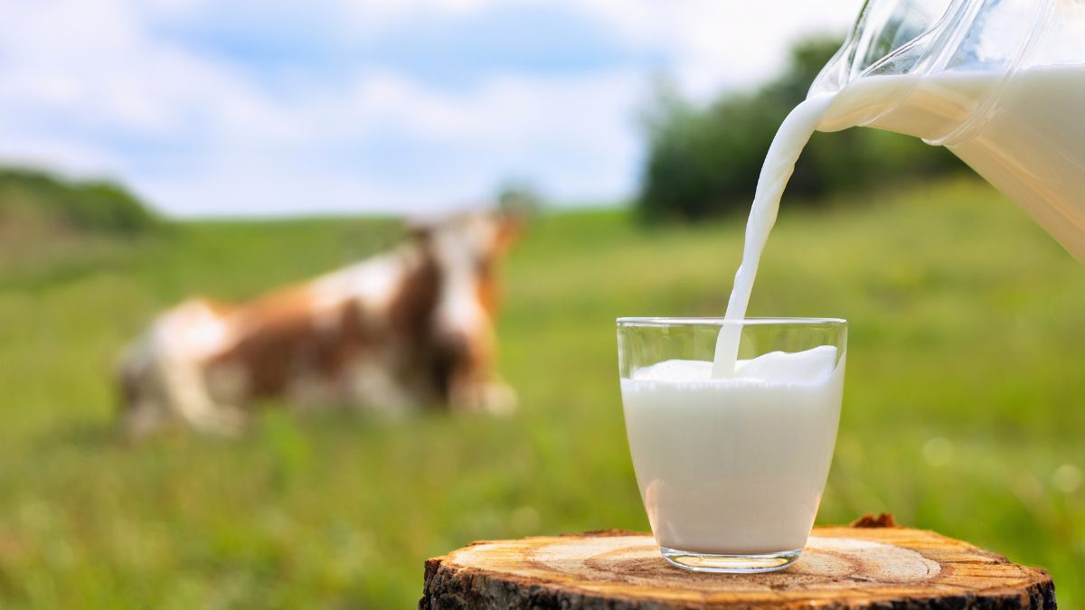 National Milk Day