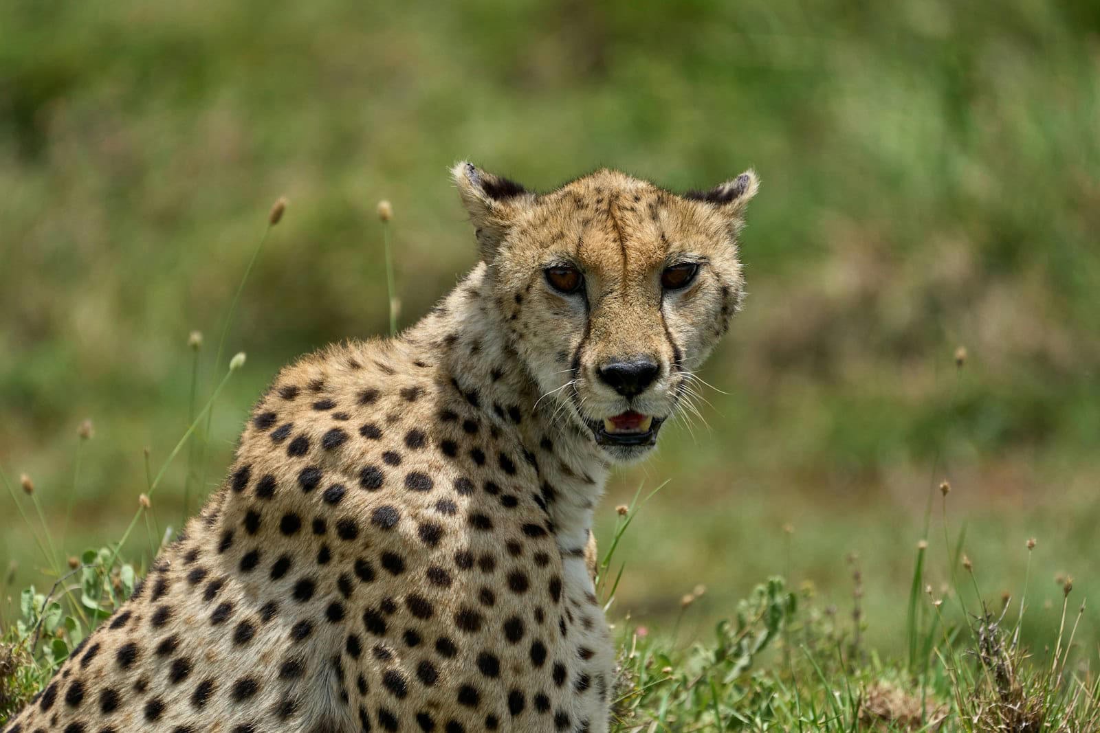 Nauradehi Cheetah Reintroduction