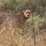 Nauradehi Cheetah Reintroduction
