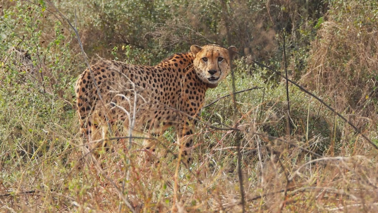 Nauradehi Cheetah Reintroduction