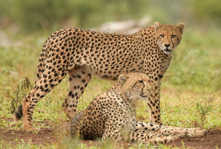 Nauradehi Cheetah Reintroduction