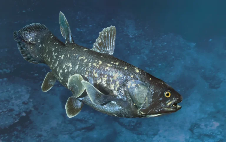 New Coelacanth Species China