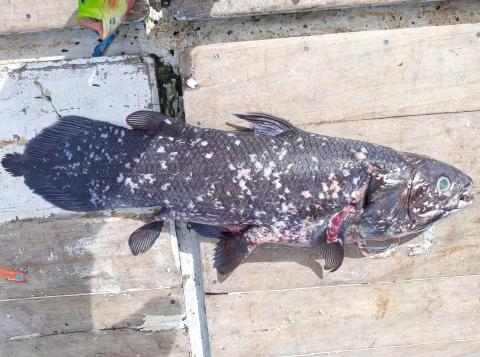 New Coelacanth Species China