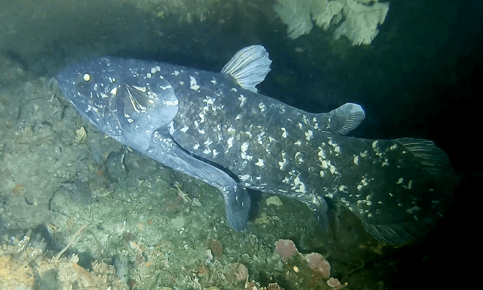 New Coelacanth Species China