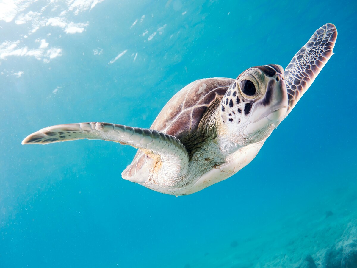 Fishing Ban Enforced to Protect Olive Ridley Turtles in Gahirmatha Olive Ridley Turtle