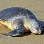 Olive Ridley Turtle