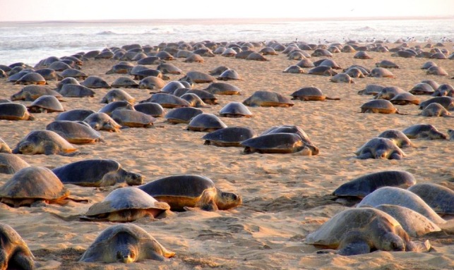 Fishing Ban Enforced to Protect Olive Ridley Turtles in Gahirmatha Olive Ridley Turtle