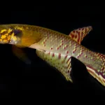 Rediscovery of Moema claudiae