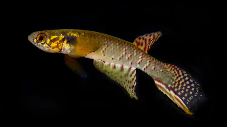 Rediscovery of Moema claudiae