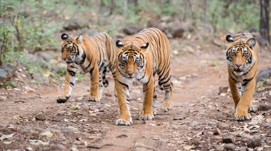 Satkosia Tiger Reserve Village 