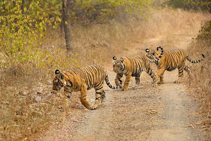 Wildlife Conservation Day