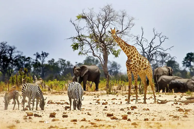 Wildlife Conservation Day