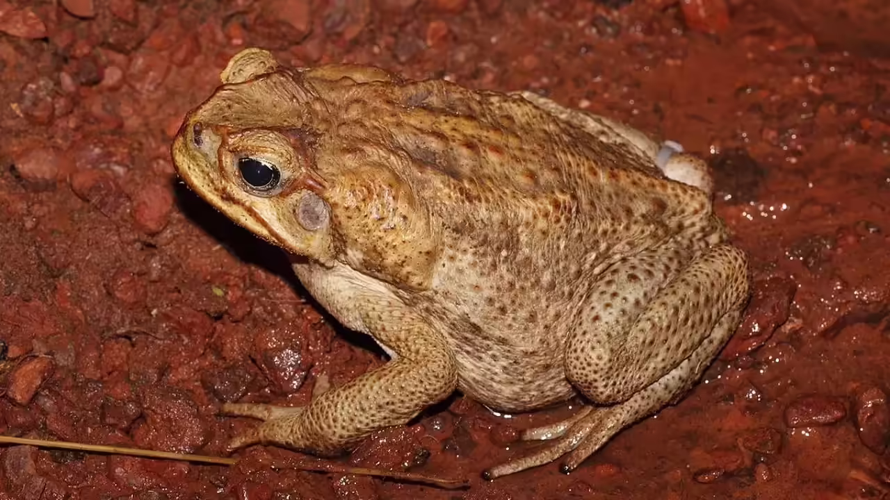 Invasive cane toad: Global Ecological Threat and Expanding Environmental Impact AAU Jorhat Faculty Recruitment invasive cane toad