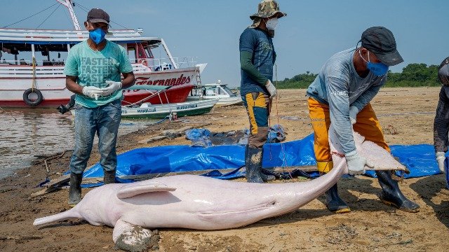 Amazon Dolphin Tragedy: Heatwave Turns Lake Tefé into a Deadly Trap for Hundreds of Dolphins Amazon Dolphin Tragedy