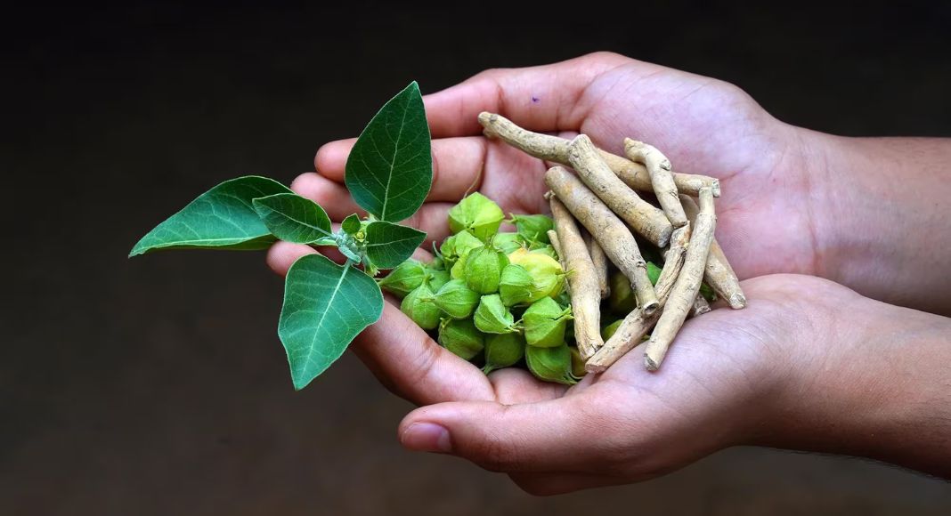 Traditional Medicine Summit