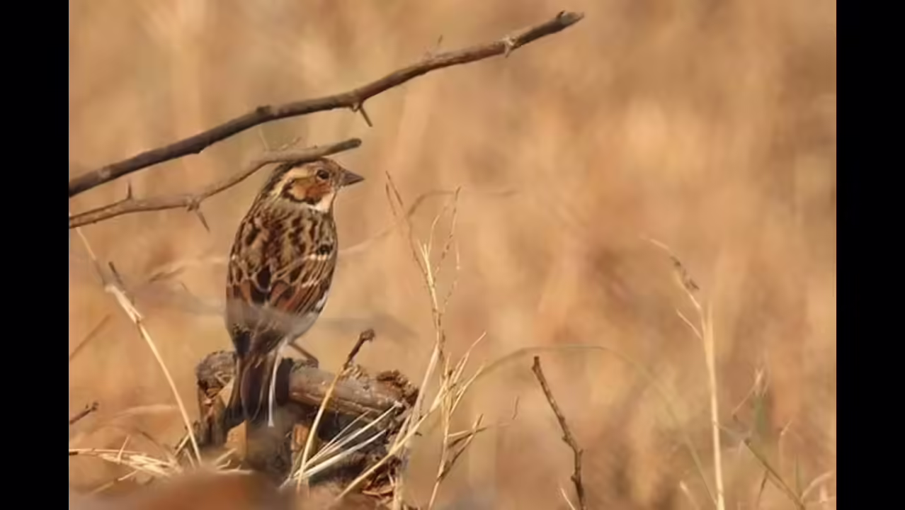 Delhi NCR Rustic Bunting Marks Rare Bird Sighting Delhi NCR Rustic Bunting