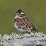 Delhi NCR Rustic Bunting