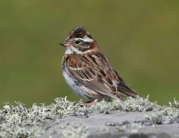 Delhi NCR Rustic Bunting