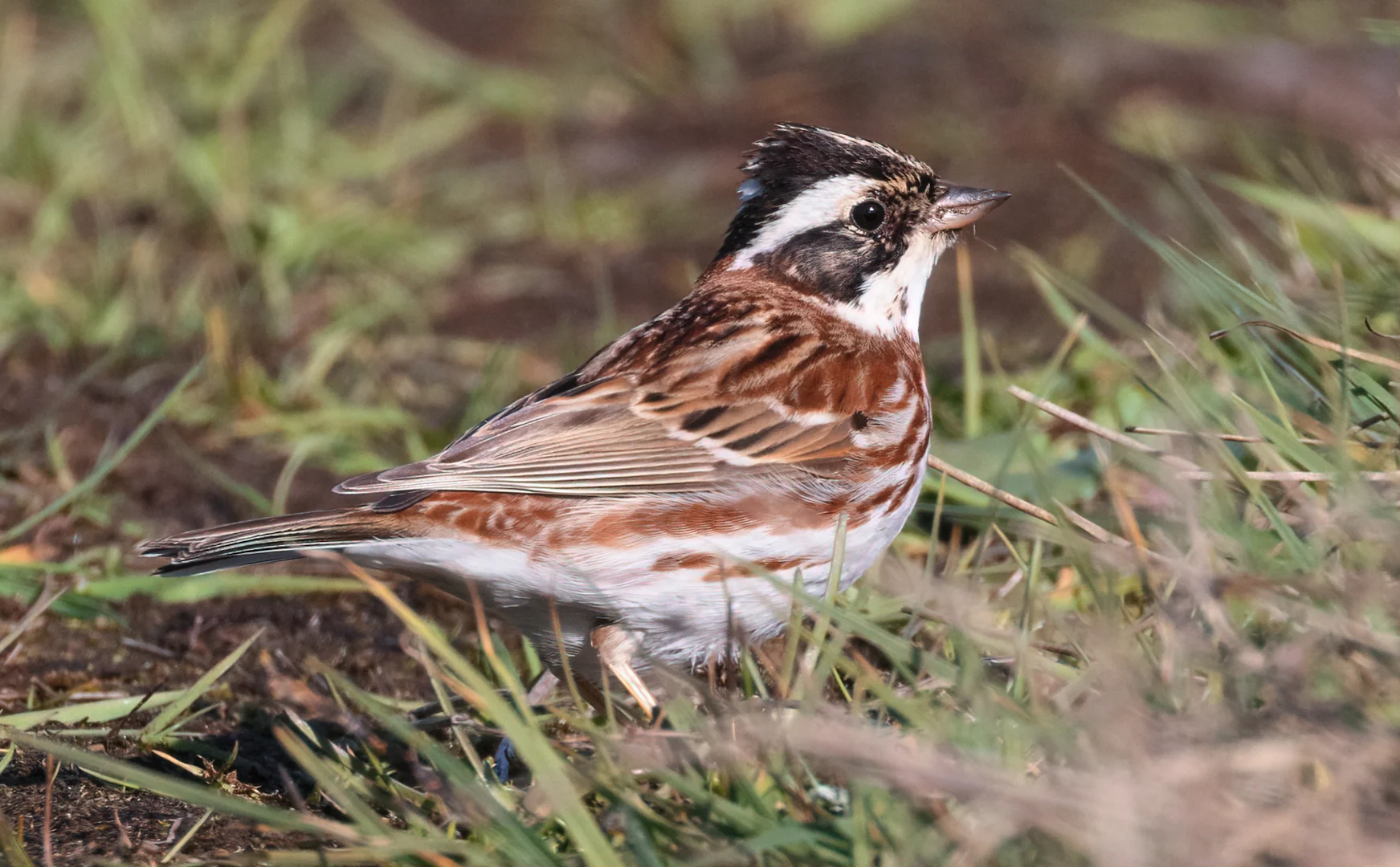 Delhi NCR Rustic Bunting Marks Rare Bird Sighting Delhi NCR Rustic Bunting