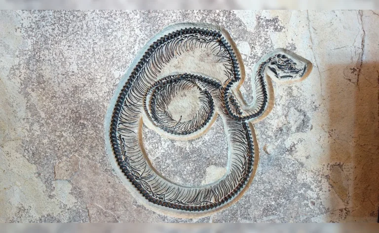 Gujarat Giant Snake Fossil