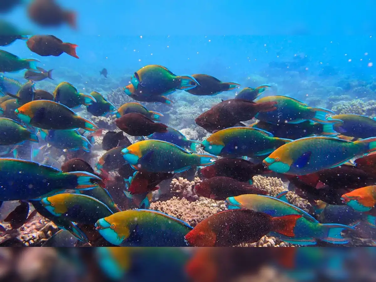 India Andaman Coral Centre