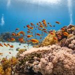 India Andaman Coral Centre