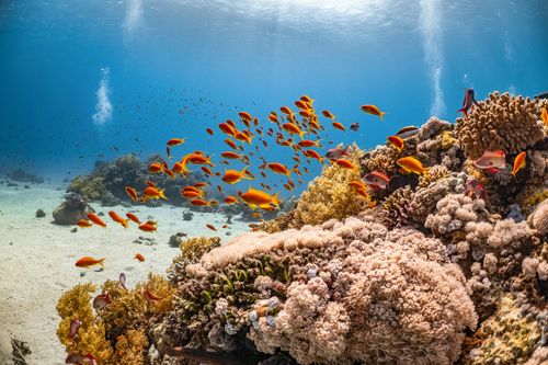 India Andaman Coral Centre