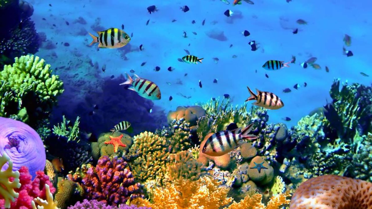 India Andaman Coral Centre