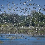 Kopra Reservoir Ramsar Site