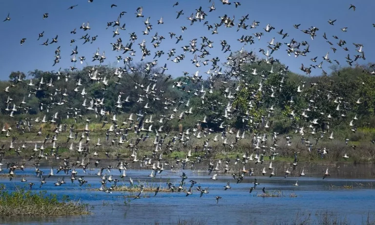 Kopra Reservoir Ramsar Site