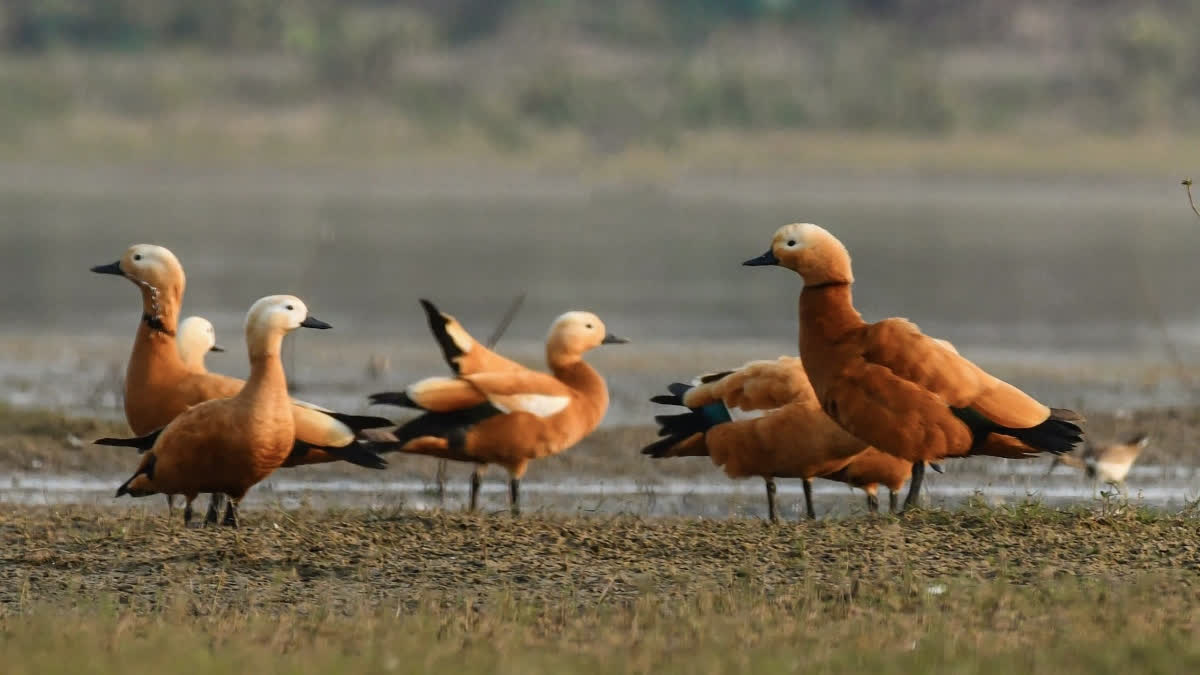 Kopra Reservoir Ramsar Site Brings Global Recognition to Chhattisgarh Kopra Reservoir Ramsar Site