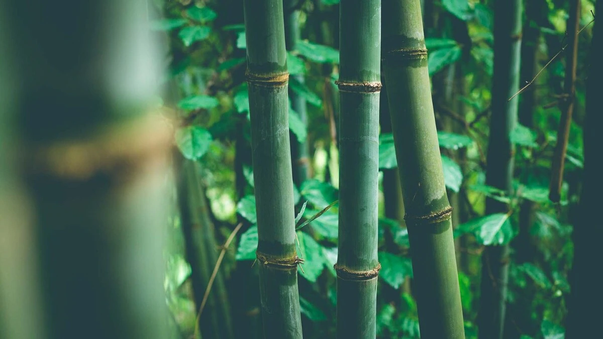 Manipur Ice Age Bamboo Study Reveals Ancient Climate Secrets Manipur Ice Age Bamboo Study