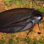 Megaloblatta longipennis