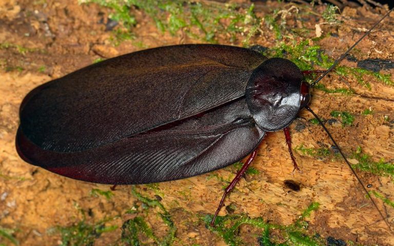 Megaloblatta longipennis