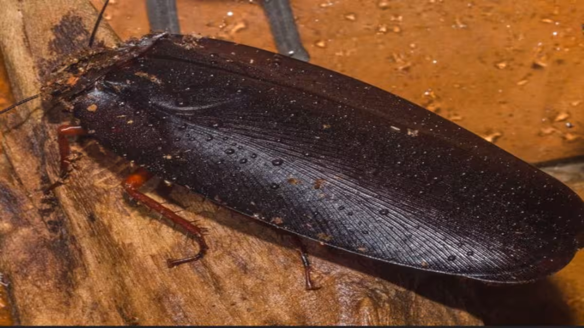 Megaloblatta longipennis World’s Largest Cockroach Explained Megaloblatta longipennis