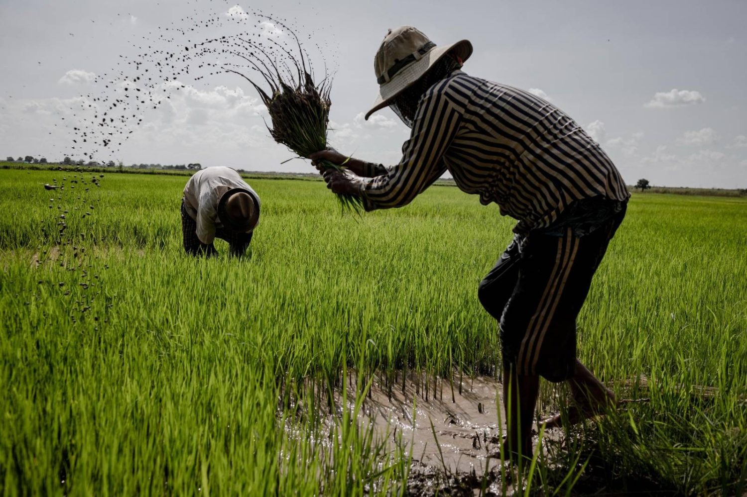 National Farmers Day: Honouring India’s Farmers National Farmers Day