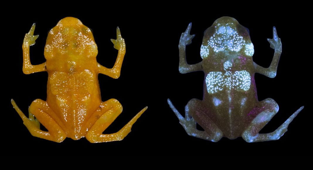 Pumpkin Toadlet Species Found in Brazil’s Misty Cloud Forests Pumpkin Toadlet Species