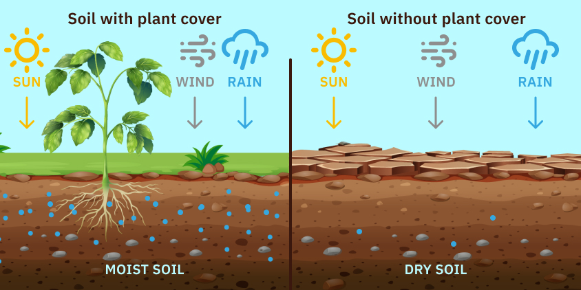 World Soil Day: Healing the Soil, Healing the Earth World Soil Day