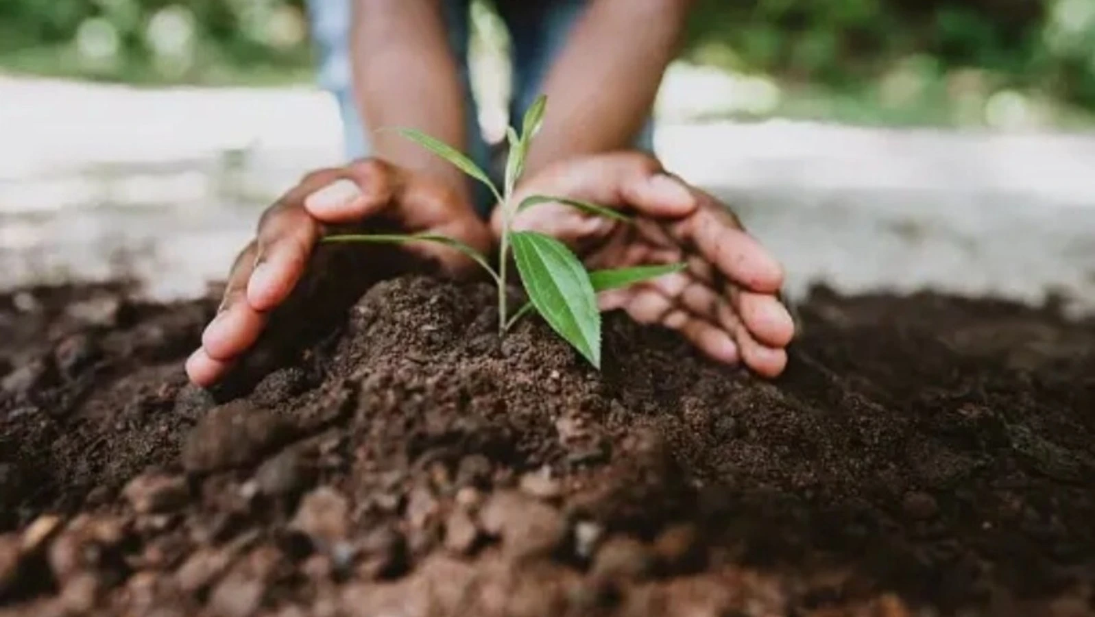 World Soil Day: Healing the Soil, Healing the Earth World Soil Day