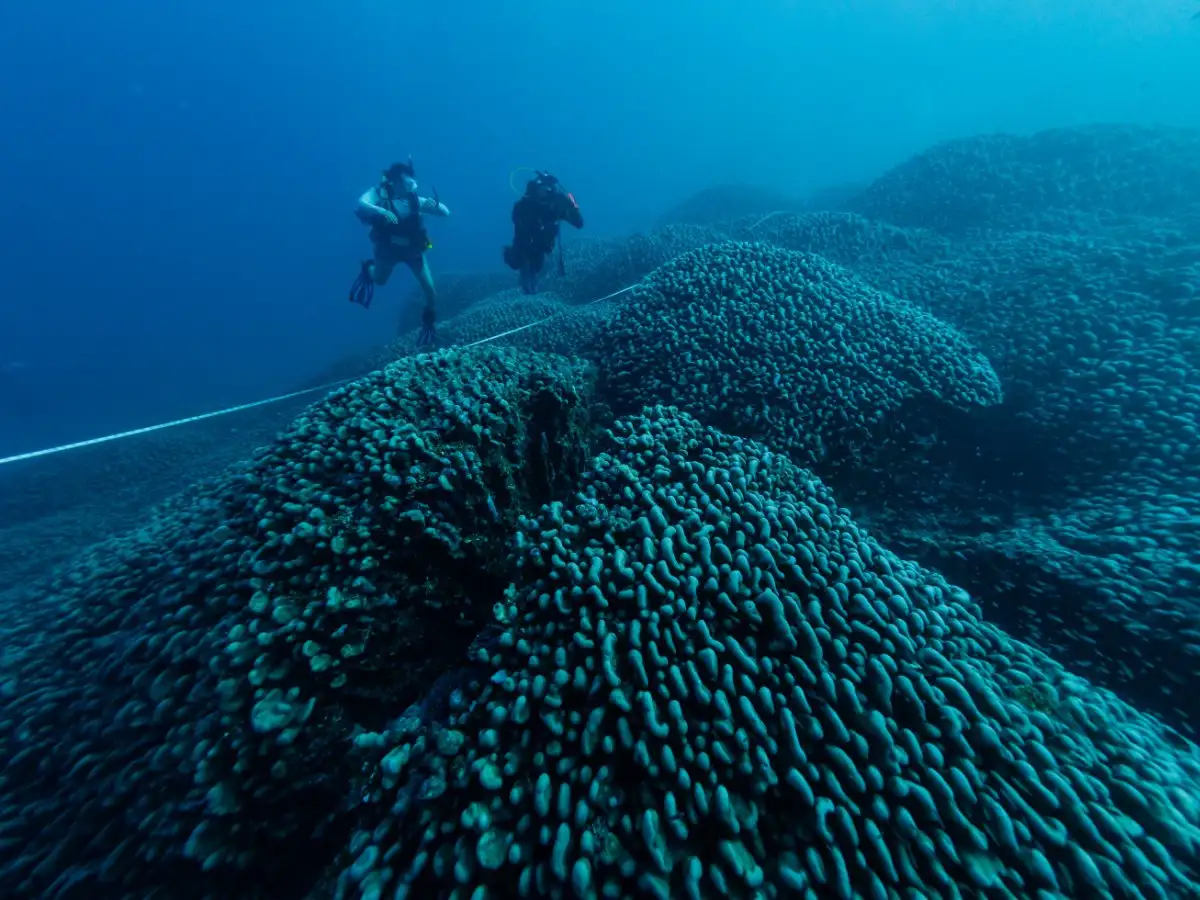 300-Year-Old Giant Black Coral New Zealand
