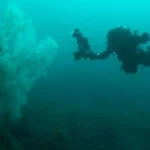 300-Year-Old Giant Black Coral New Zealand