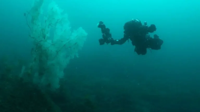 300-Year-Old Giant Black Coral New Zealand