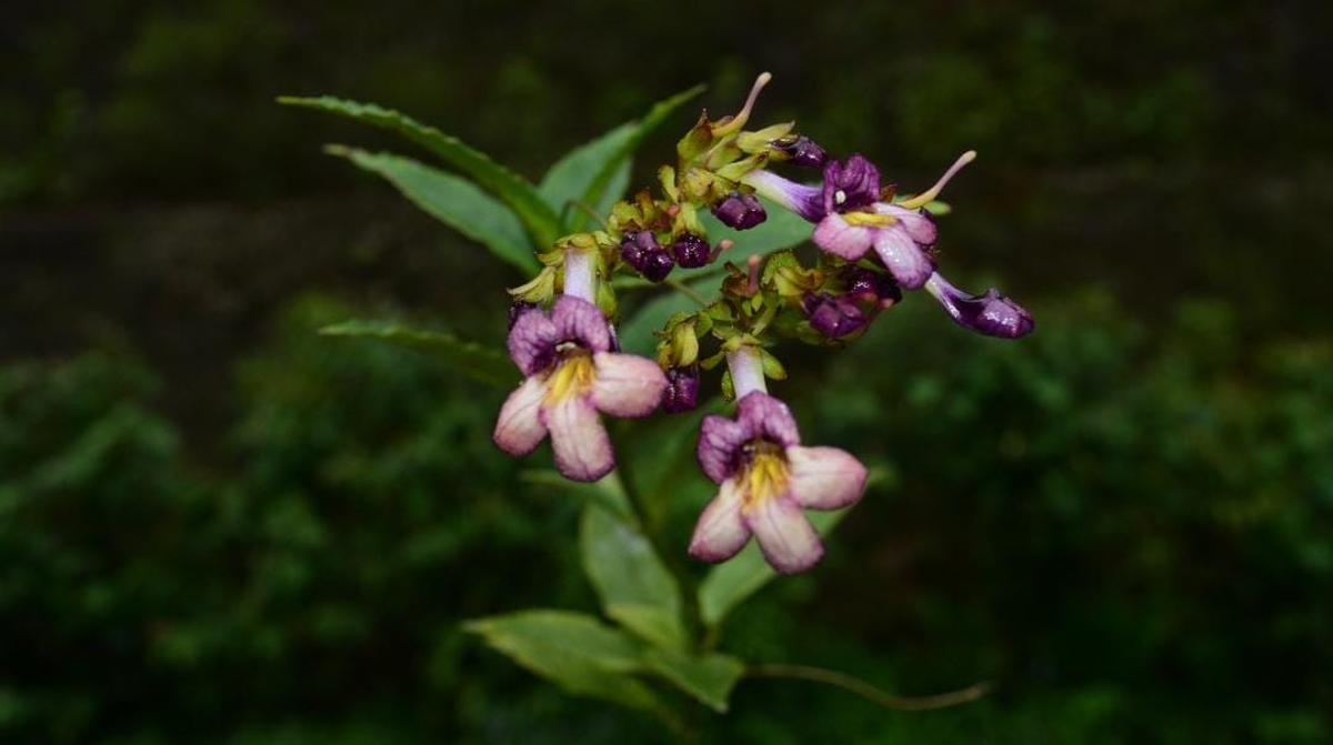 Arunachal New Plant Species