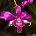 Arunachal New Plant Species