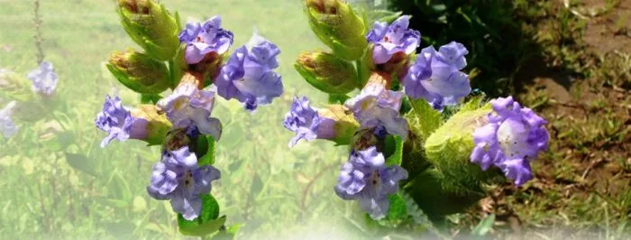 Arunachal New Plant Species