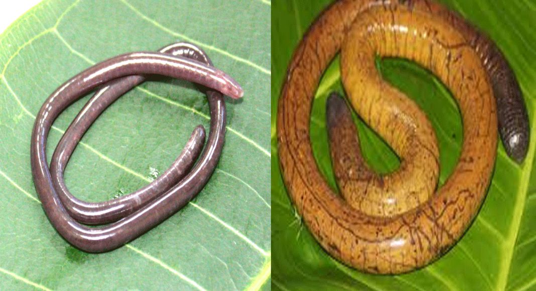 Blind Caecilian Species