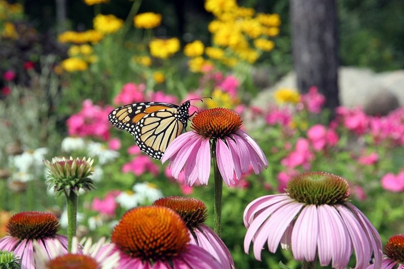 Butterfly Garden Care Tips